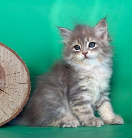 Sibirische Katze - Kitten mit Stammbaum