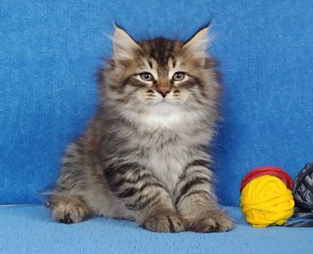 Sibirische Katze - Kitten mit Stammbaum