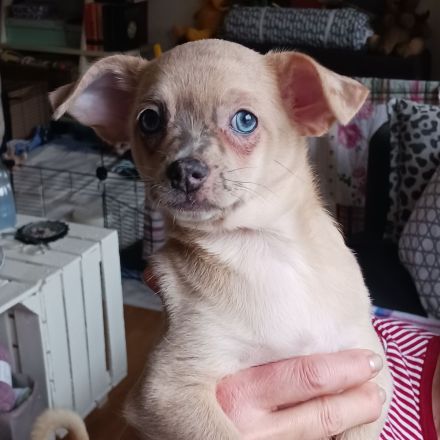 3 chihuahua Mädchen suchen noch ein schönes Zuhause
