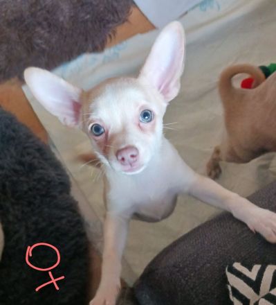 3 chihuahua Mädchen suchen noch ein schönes Zuhause