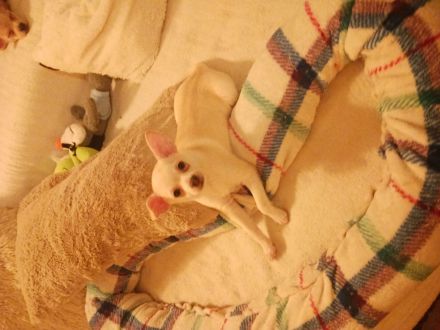 3 chihuahua Mädchen suchen noch ein schönes Zuhause