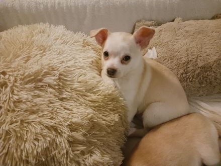 3 chihuahua Mädchen suchen noch ein schönes Zuhause