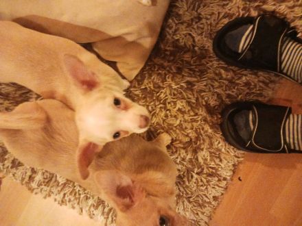 3 chihuahua Mädchen suchen noch ein schönes Zuhause