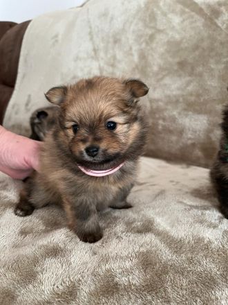 Pomerian Zwergspitz Welpe