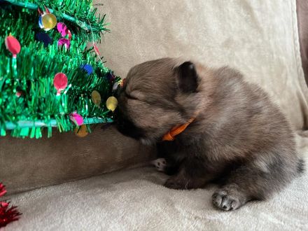 Pomerian Zwergspitz Welpe