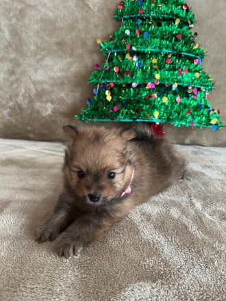 Pomerian Zwergspitz Welpe