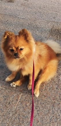 Pomerian Zwergspitz Welpe