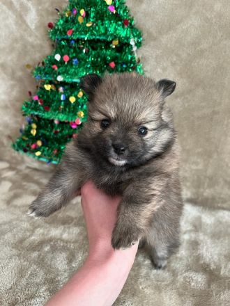 Pomerian Zwergspitz Welpe