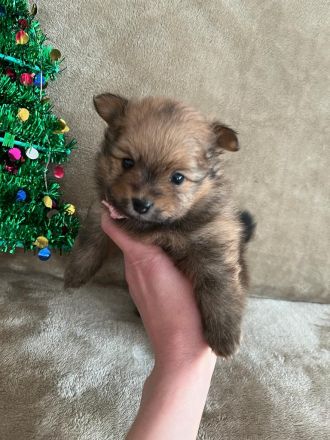 Pomerian Zwergspitz Welpe