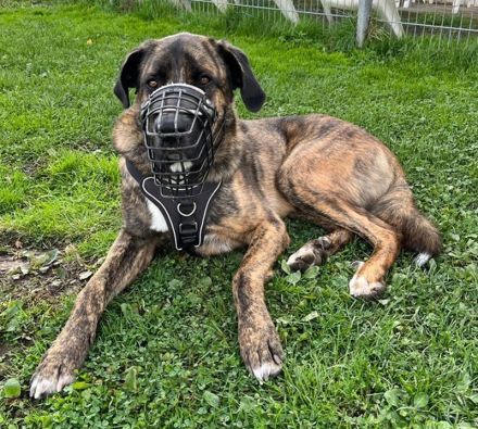 Hanni, geb. ca. 12/2020 lebt auf einer Pflegestelle in 59069 Hamm