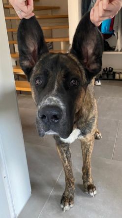 Hanni, geb. ca. 12/2020 lebt auf einer Pflegestelle in 59069 Hamm