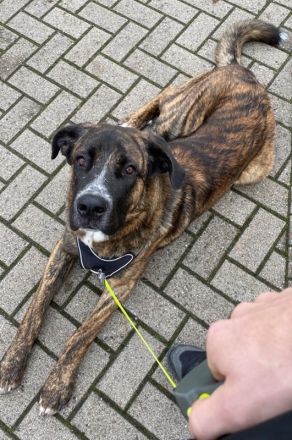 Hanni, geb. ca. 12/2020 lebt auf einer Pflegestelle in 59069 Hamm