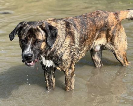 Hanni, geb. ca. 12/2020 lebt auf einer Pflegestelle in 59069 Hamm