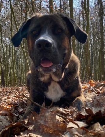 Hanni, geb. ca. 12/2020 lebt auf einer Pflegestelle in 59069 Hamm