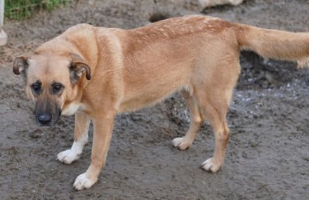 Wilhelmine Johanna, geb. ca. 10/2019, lebt in GRIECHENLAND, im städt. Tierheim Serres