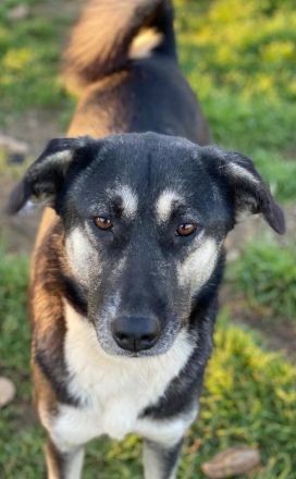 Nancy, geb. ca. 03/2019, lebt in GRIECHENLAND, auf einem Gelände, auf dem die Hunde notdürftig verso