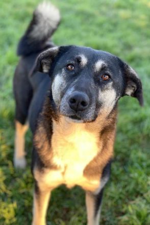 Nancy, geb. ca. 03/2019, lebt in GRIECHENLAND, auf einem Gelände, auf dem die Hunde notdürftig verso