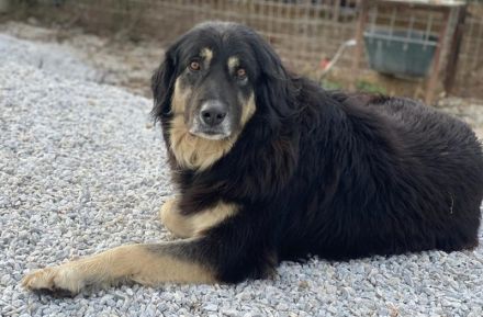 Nayda, geb. ca. 01/2015, lebt in GRIECHENLAND, im städt. Tierheim Serres