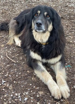 Nayda, geb. ca. 01/2015, lebt in GRIECHENLAND, im städt. Tierheim Serres