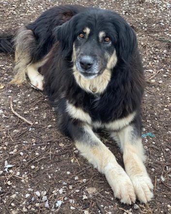 Nayda, geb. ca. 01/2015, lebt in GRIECHENLAND, im städt. Tierheim Serres