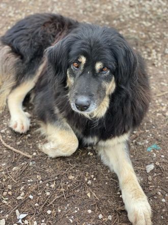 Nayda, geb. ca. 01/2015, lebt in GRIECHENLAND, im städt. Tierheim Serres