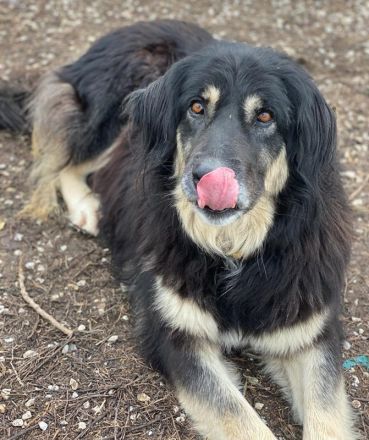 Nayda, geb. ca. 01/2015, lebt in GRIECHENLAND, im städt. Tierheim Serres