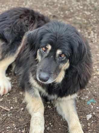 Nayda, geb. ca. 01/2015, lebt in GRIECHENLAND, im städt. Tierheim Serres