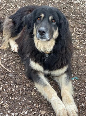 Nayda, geb. ca. 01/2015, lebt in GRIECHENLAND, im städt. Tierheim Serres