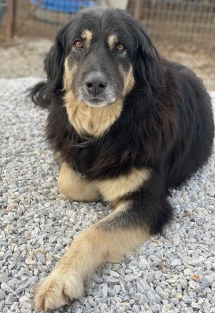 Nayda, geb. ca. 01/2015, lebt in GRIECHENLAND, im städt. Tierheim Serres