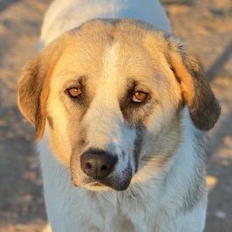 Maha, geb. 04/2018, lebt in GRIECHENLAND auf einem Gelände, auf dem die Hunde notdürftig versorgt we