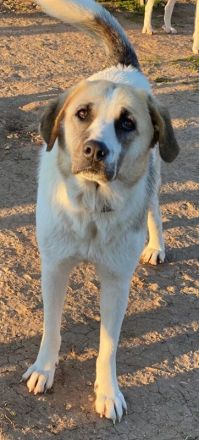 Maha, geb. 04/2018, lebt in GRIECHENLAND auf einem Gelände, auf dem die Hunde notdürftig versorgt we