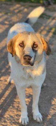 Maha, geb. 04/2018, lebt in GRIECHENLAND auf einem Gelände, auf dem die Hunde notdürftig versorgt we