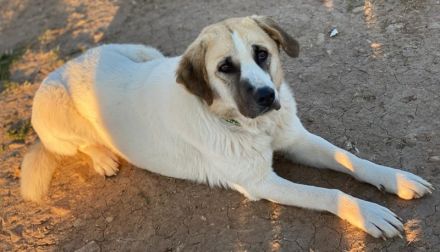 Maha, geb. 04/2018, lebt in GRIECHENLAND auf einem Gelände, auf dem die Hunde notdürftig versorgt we