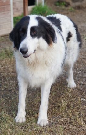 Maella, geb. ca. 02/2020, lebt in GRIECHENLAND, im städt. Tierheim Serres