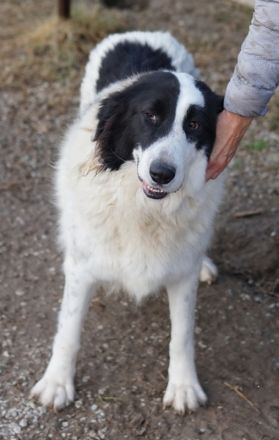 Maella, geb. ca. 02/2020, lebt in GRIECHENLAND, im städt. Tierheim Serres