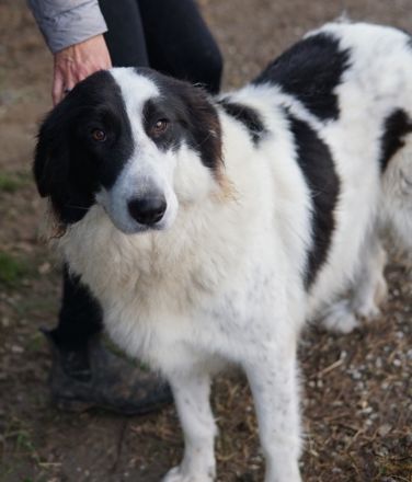 Maella, geb. ca. 02/2020, lebt in GRIECHENLAND, im städt. Tierheim Serres