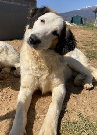 Lyra, geb. ca. 06/2021, lebt in GRIECHENLAND, auf einem Gelände, auf dem Hunde notdürftig versorgt w