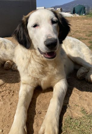 Lyra, geb. ca. 06/2021, lebt in GRIECHENLAND, auf einem Gelände, auf dem Hunde notdürftig versorgt w