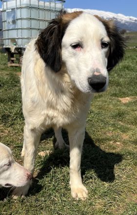 Lyra, geb. ca. 06/2021, lebt in GRIECHENLAND, auf einem Gelände, auf dem Hunde notdürftig versorgt w