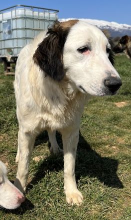 Lyra, geb. ca. 06/2021, lebt in GRIECHENLAND, auf einem Gelände, auf dem Hunde notdürftig versorgt w