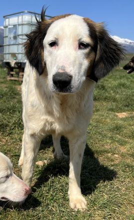 Lyra, geb. ca. 06/2021, lebt in GRIECHENLAND, auf einem Gelände, auf dem Hunde notdürftig versorgt w