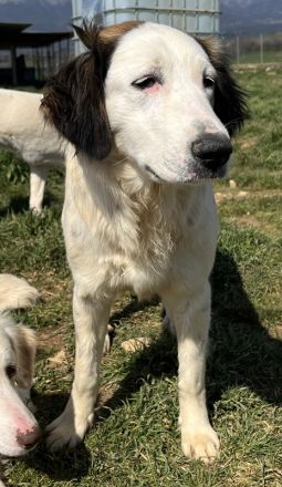 Lyra, geb. ca. 06/2021, lebt in GRIECHENLAND, auf einem Gelände, auf dem Hunde notdürftig versorgt w