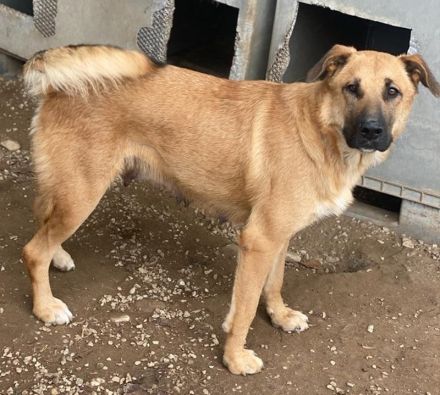 Linn, geb. ca. 05/2020, lebt in GRIECHENLAND, im städt. Tierheim Serres