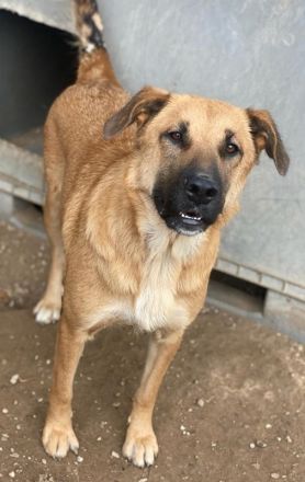 Linn, geb. ca. 05/2020, lebt in GRIECHENLAND, im städt. Tierheim Serres