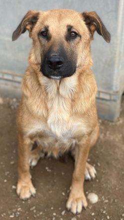 Linn, geb. ca. 05/2020, lebt in GRIECHENLAND, im städt. Tierheim Serres