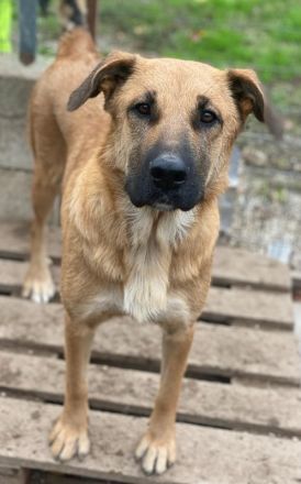Linn, geb. ca. 05/2020, lebt in GRIECHENLAND, im städt. Tierheim Serres