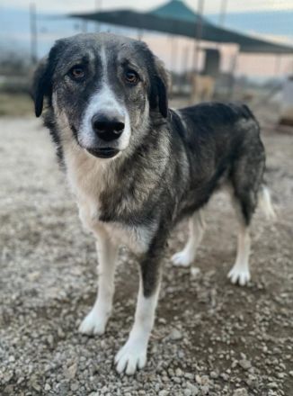 Kaisa, geb. ca. 02/2021, lebt in GRIECHENLAND, im städt. Tierheim Serres