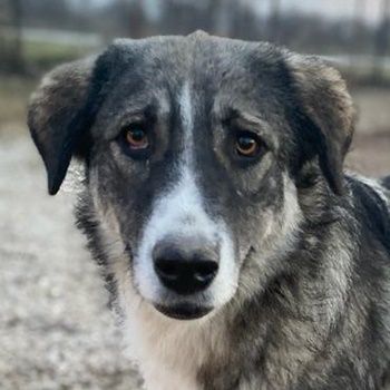 Kaisa, geb. ca. 02/2021, lebt in GRIECHENLAND, im städt. Tierheim Serres