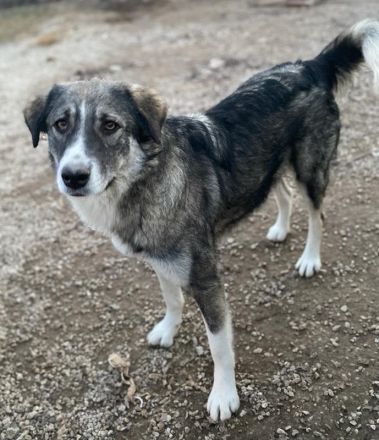 Kaisa, geb. ca. 02/2021, lebt in GRIECHENLAND, im städt. Tierheim Serres