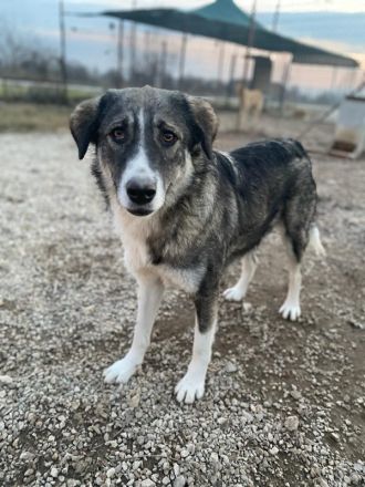 Kaisa, geb. ca. 02/2021, lebt in GRIECHENLAND, im städt. Tierheim Serres